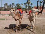 Marrakech Camel Trekking